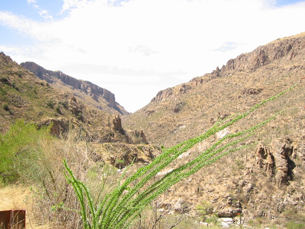 Sabino Canyon, Tuscon, Arizona